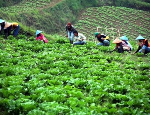 Menemukan Peluang Dan Memilih Lapangan Usaha